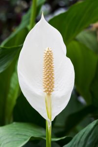 گل اسپاتی فیلوم سفید