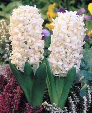 [تصویر:  hyacinth-white-pearl.jpg]
