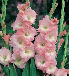 rose-supreme_gladiolus