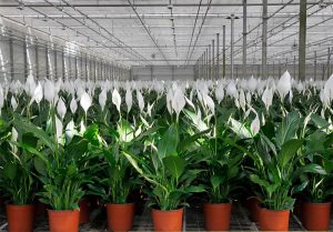 گلخانه تولید اسپاتی فیلوم در هلند