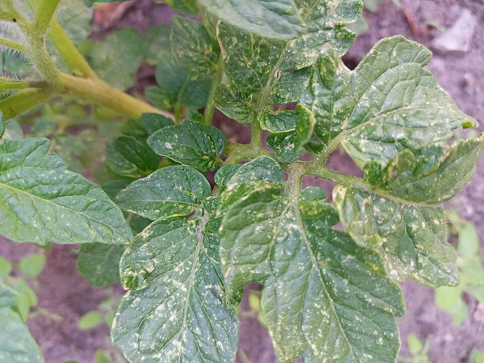 کنه سیکلامن روی برگ گیاه گلدانی