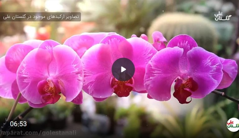 گل ارکیده فالانوپسیس Orchid phalaenopsis