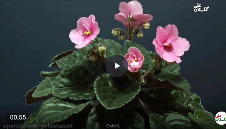 Saintpaulia بنفشه آفریقایی