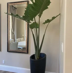 گلدان بابا آدم بزرگ