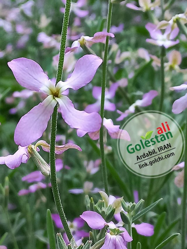 گلهای شب بو دریایی بی نهایت معطر هستند