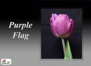 لاله بنفش رقم Purple Flag (تصویر از تولیدات گلستان علی برای نوروز 91)