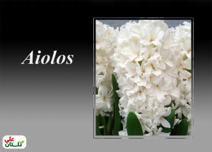 آیولوس یک رنگ سفید خاص هست که حس میکنید گلچه‌ها در مقابل نور برق میزنند. در ترجمه میتواند به سفید بودن عاج فیل یا دندانهای براق اشاره کرد