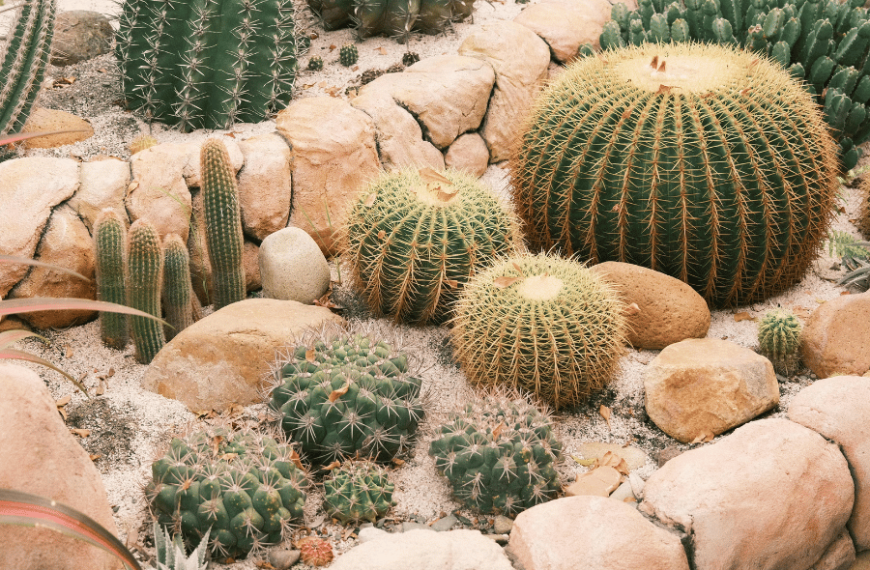 مجموعه بذر کاکتوس (بسته بندی گلستان علی)