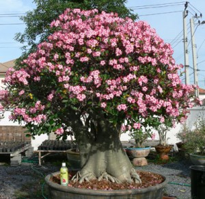 بن سای کهن‌سال آدنیوم - عکس گل ادنیوم