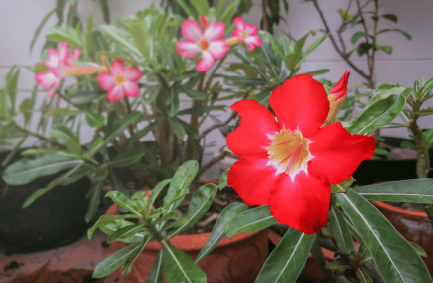 بذر گیاه آدنیوم عربیکوم یا گل رز صحرا (Adenium arabicum)