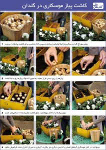 راهنمای تصویری کاشت پیازهای موسکاری در گلدان