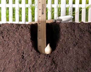 آموزش تصویری کاشت پیاز سنبل انگوری (کلاغک یا موسکاری) در خاک