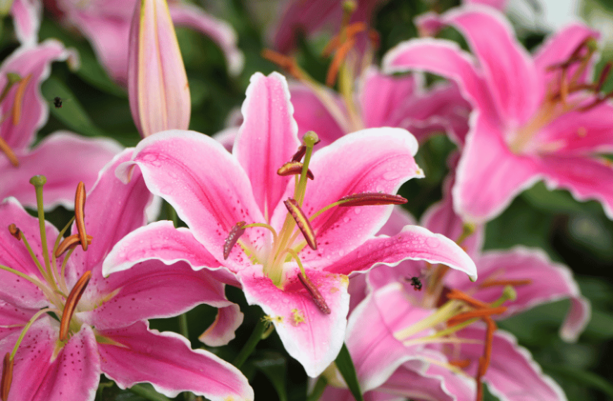 Lilium پیاز لیلیوم هلندی در سه رنگ رسید! + آموزش کاشت