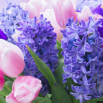 پیاز سنبل هلندی در 4 رنگ زمستان 1397 رسید