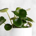 پپرومیا قطره باران Peperomia polybotrya+ نکات مراقبت از گیاه پیرومیا