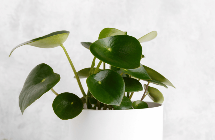 پپرومیا قطره باران Peperomia polybotrya+ نکات مراقبت از گیاه پیرومیا