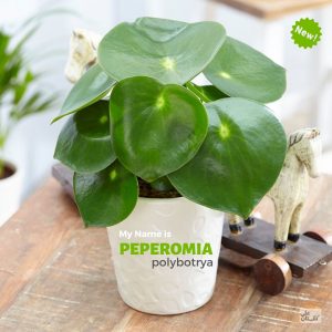 پپرومیا قطره باران Peperomia polybotrya+ نکات مراقبت از گیاه پیرومیا