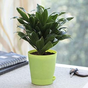 دراسینا کامپکت