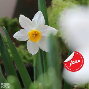 پیاز نرگس شیراز معطر رسید! – پاییز 1399-اتمام یافت