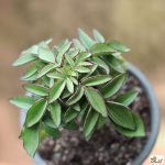 kalanchoe prolifera کالانکوئه پرولیفرا