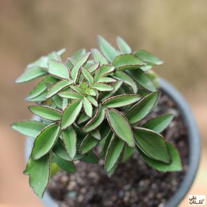 kalanchoe prolifera کالانکوئه پرولیفرا