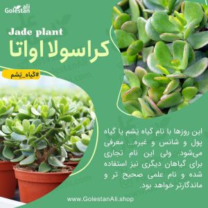 Crassula ovata کراسولا اواتا یا گیاه یشم