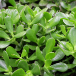 Crassula ovata کراسولا اواتا یا گیاه یشم