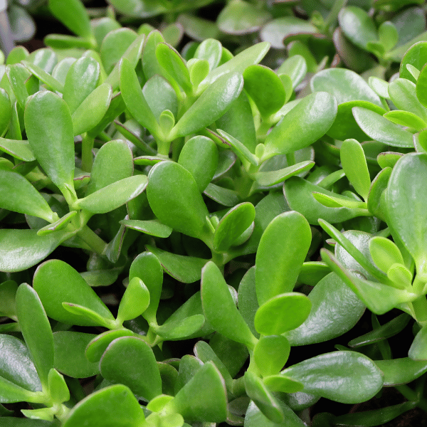 Crassula ovata کراسولا اواتا یا گیاه یشم