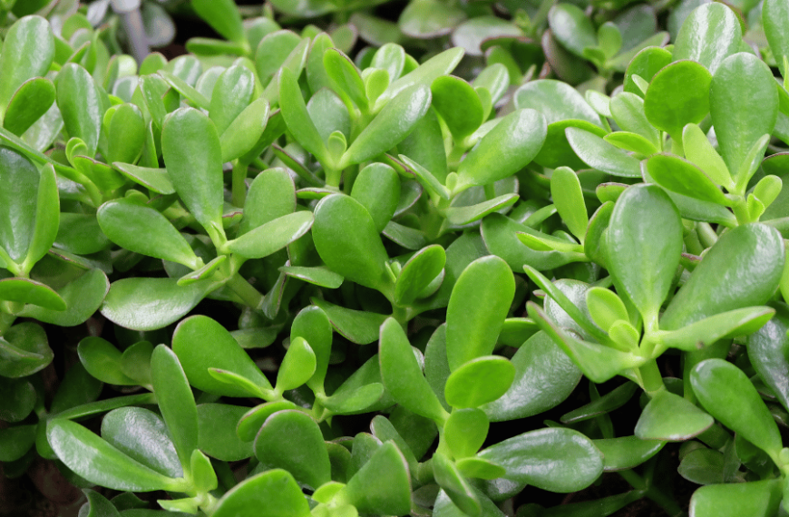 Crassula ovata کراسولا اواتا یا گیاه یشم