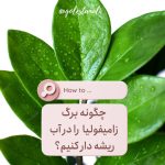 قلمه برگ زامیفولیا در آب