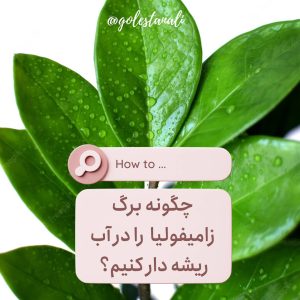 قلمه برگ زامیفولیا در آب
