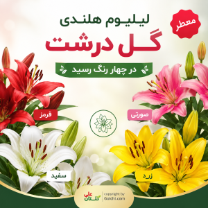لیلیوم هلندی گل درشت در چهار رنگ رسید – اسفند 1402