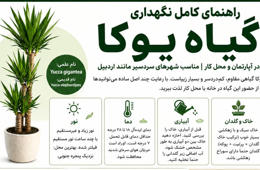 راهنمای کامل نگهداری یوکا در آپارتمان | از آبیاری تا نور و زمستان در اردبیل