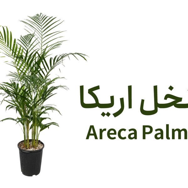 راهنمای نگهداری نخل اریکا (Areca Palm) | آبیاری، نور، کود و نگهداری…