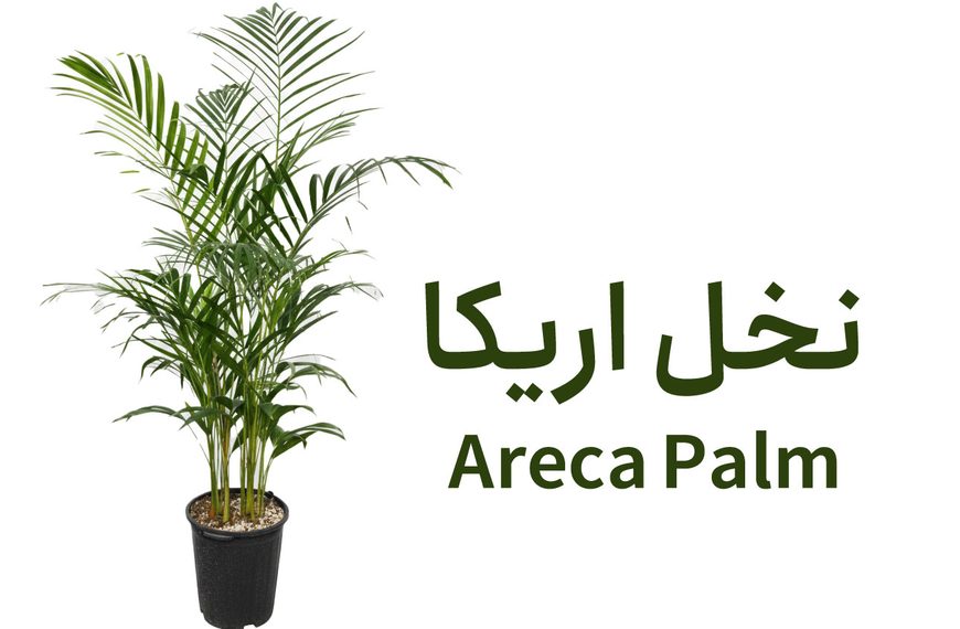 راهنمای کامل نگهداری نخل اریکا (Areca Palm) در شهر اردبیل