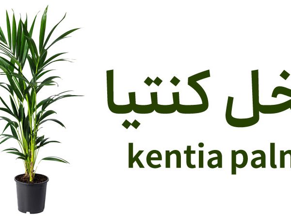 راهنمای جامع نگهداری نخل کنتیا (Kentia Palm – Howea forsteriana)