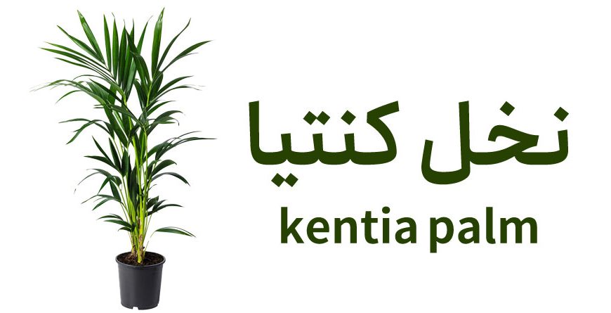 راهنمای جامع نگهداری نخل کنتیا (Kentia Palm – Howea forsteriana)