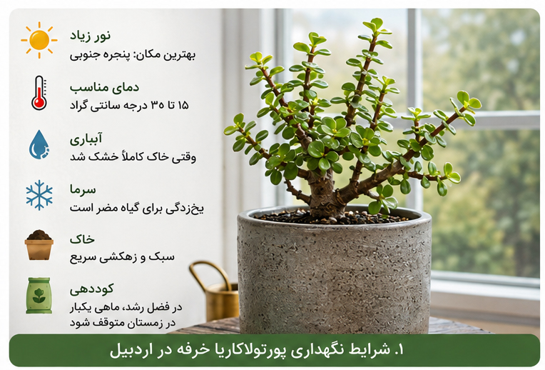 راهنمای تصویری نگهداری پورتولاکاریا خرفه در اردبیل: نور، دما، آبیاری و سرما