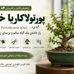 گیاه پورتولاکاریا خرفه
