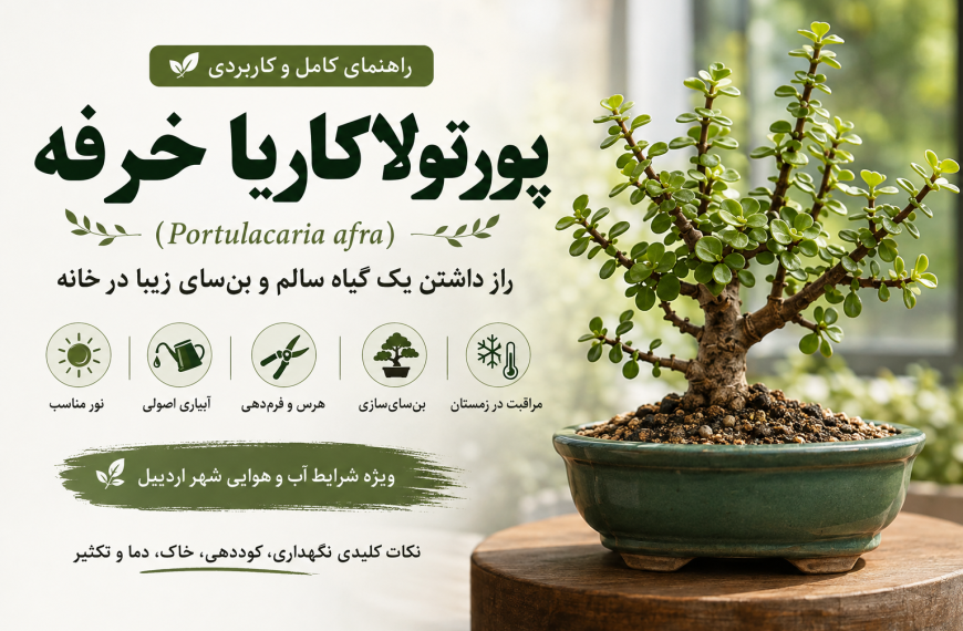 گیاه پورتولاکاریا خرفه