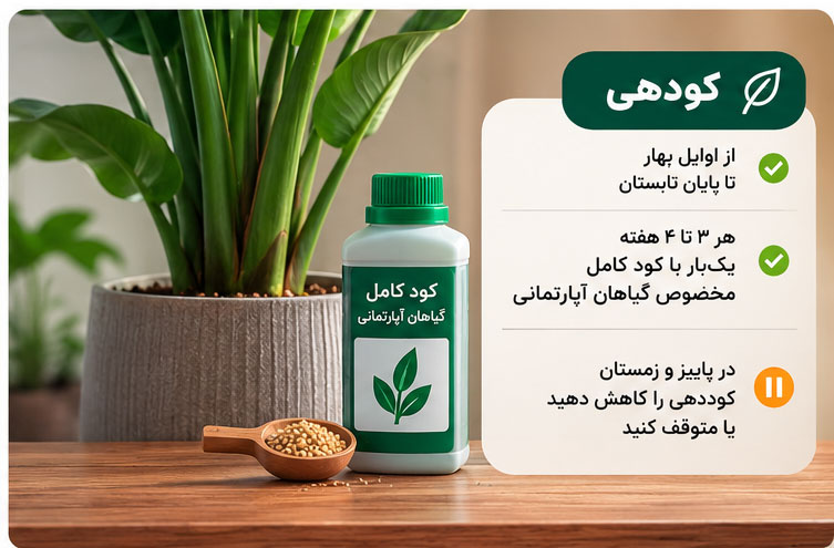 کوددهی نخل نیکولای در فصل رشد