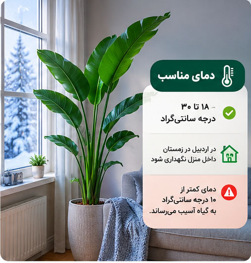 دمای مناسب نگهداری نخل نیکولای در زمستان