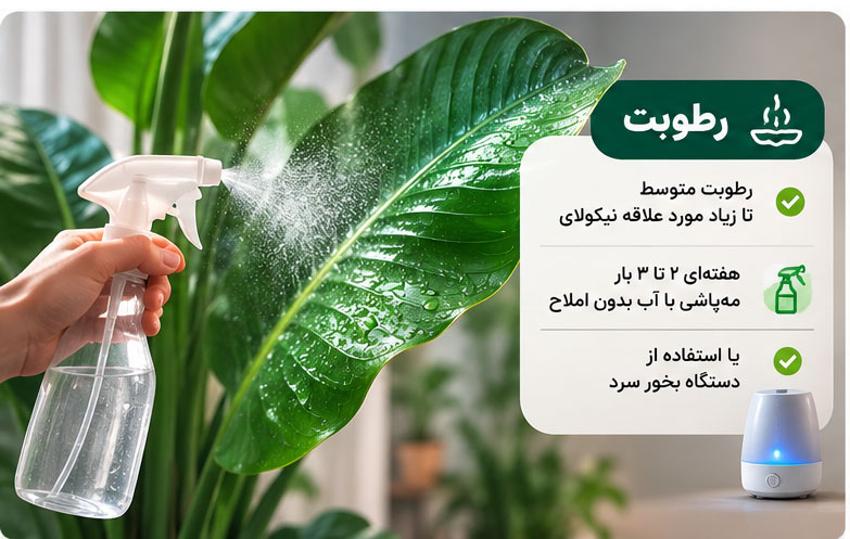 رطوبت مناسب برای نخل نیکولای