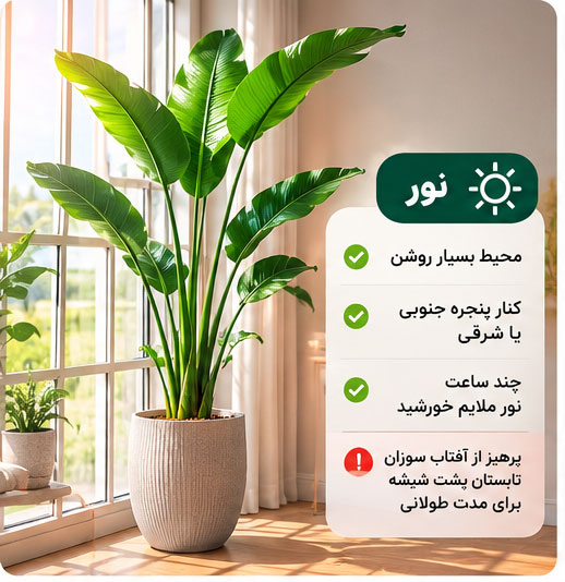 نور مناسب برای نخل نیکولای نزدیک پنجره