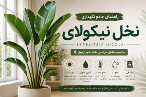 نخل نیکولای