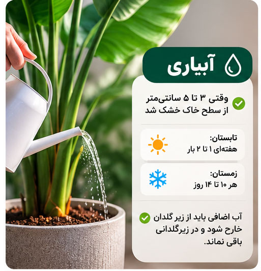 روش صحیح آبیاری نخل نیکولای